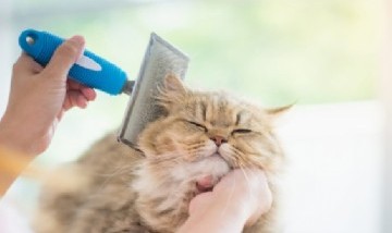 En Ecuador crearon el primer "jardín de infantes" especialmente para gatos