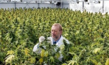 Mendoza busca legalizar la producción y la venta de cannabis para uso medicinal