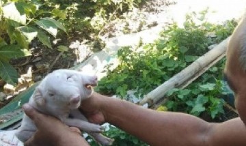 Nació un cerdo de dos cabezas y fue bautizado "Co-Pig" por el coronavirus