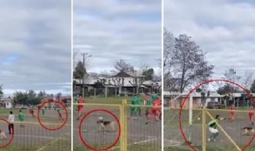 Un perro invadió una cancha de fútbol, marcó un verdadero golazo y el video se volvió viral