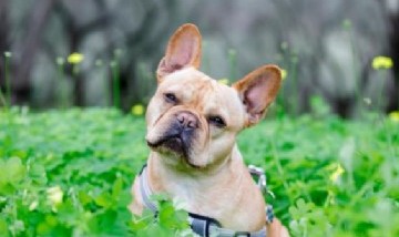 La ciencia está un paso más cerca de alargar la vida de los perros con una píldora