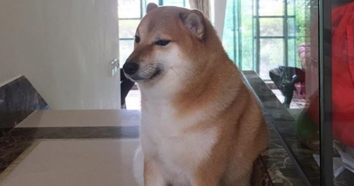 "Perro grande y perro chico": La historia del meme furor ...