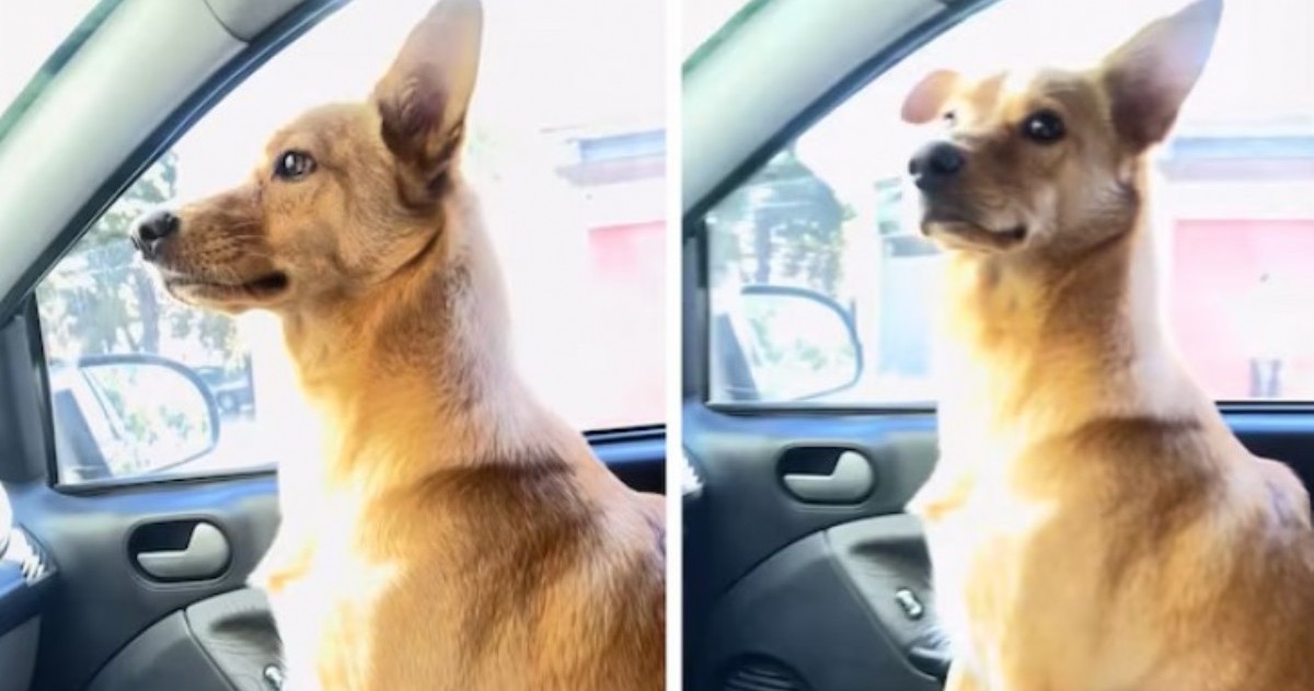 La dueña bajó del auto para buscar unas bolsas y, al volver, encontró a su mascota instalada como acompañante, lista para salir. El momento fue grabado y se volvió viral en TikTok.