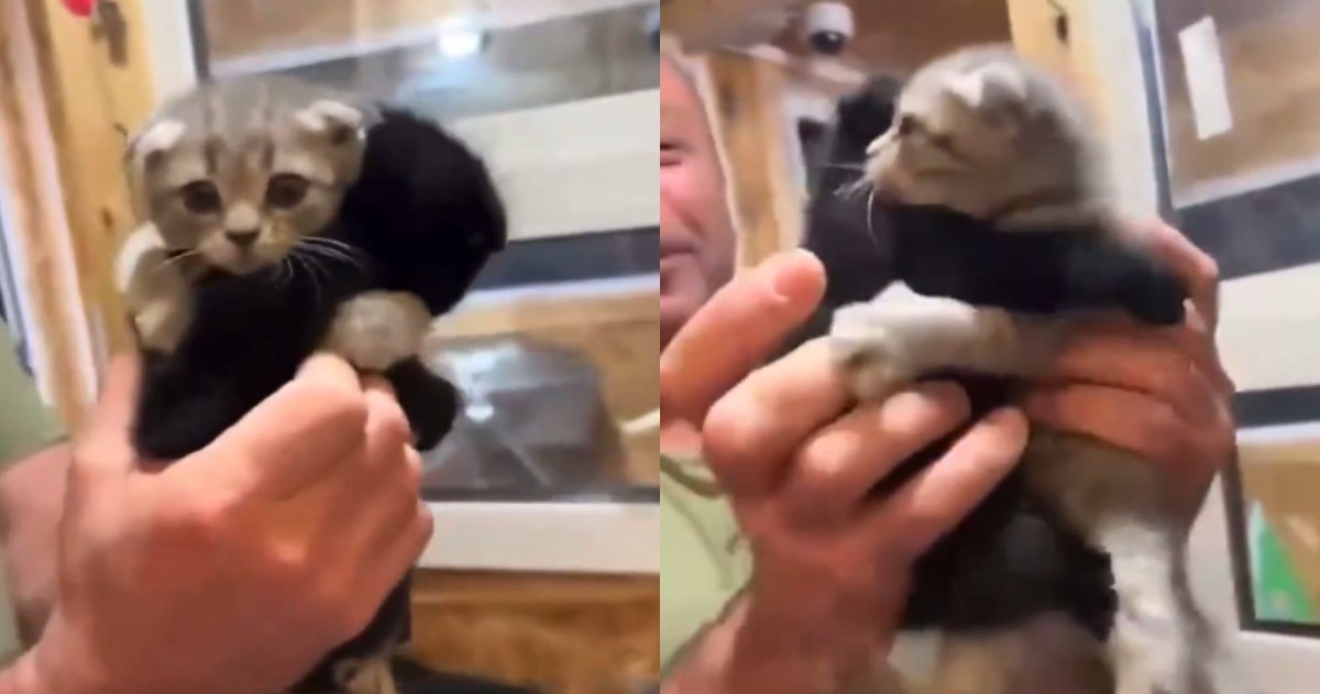 El video conmovió a millones: dos gatitos se negaron a separarse al momento de ser adoptados. El joven que fue por uno terminó dándoles un hogar a ambos.