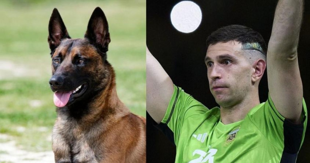El nuevo integrante de la familia, es un pastor belga malinois para resguardar su hogar en Birmingham.