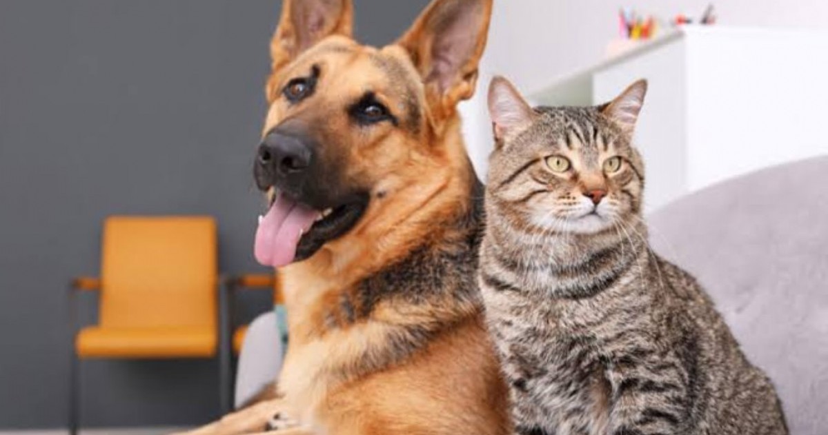 El nuevo Registro Nacional de Perros y Gatos permite crear una ficha digital con los datos de cada mascota para mejorar su identificación y localización.