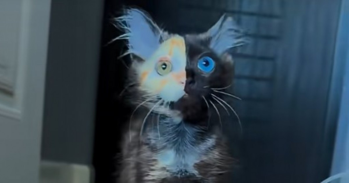 La imagen del felino con rostro dividido en dos tonos y heterocromía generó asombro en internet. Se trata de un fenómeno genético poco común.