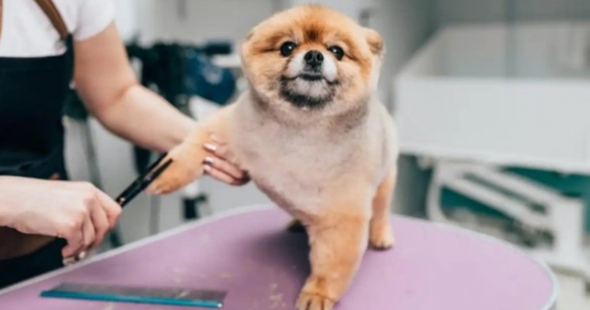 La Facultad de Agronomía, Zootecnia y Veterinaria de la UNT abrió una diplomatura para aprender técnicas de estética, higiene y cuidado canino.