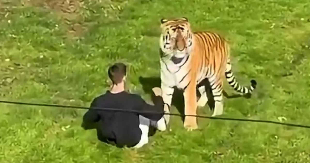 William Chapman murió el sábado 10 de octubre tras ingresar al recinto de los tigres del Yorkshire Wildlife Park, cerca de Doncaster, en Inglaterra. La investigación continúa abierta.